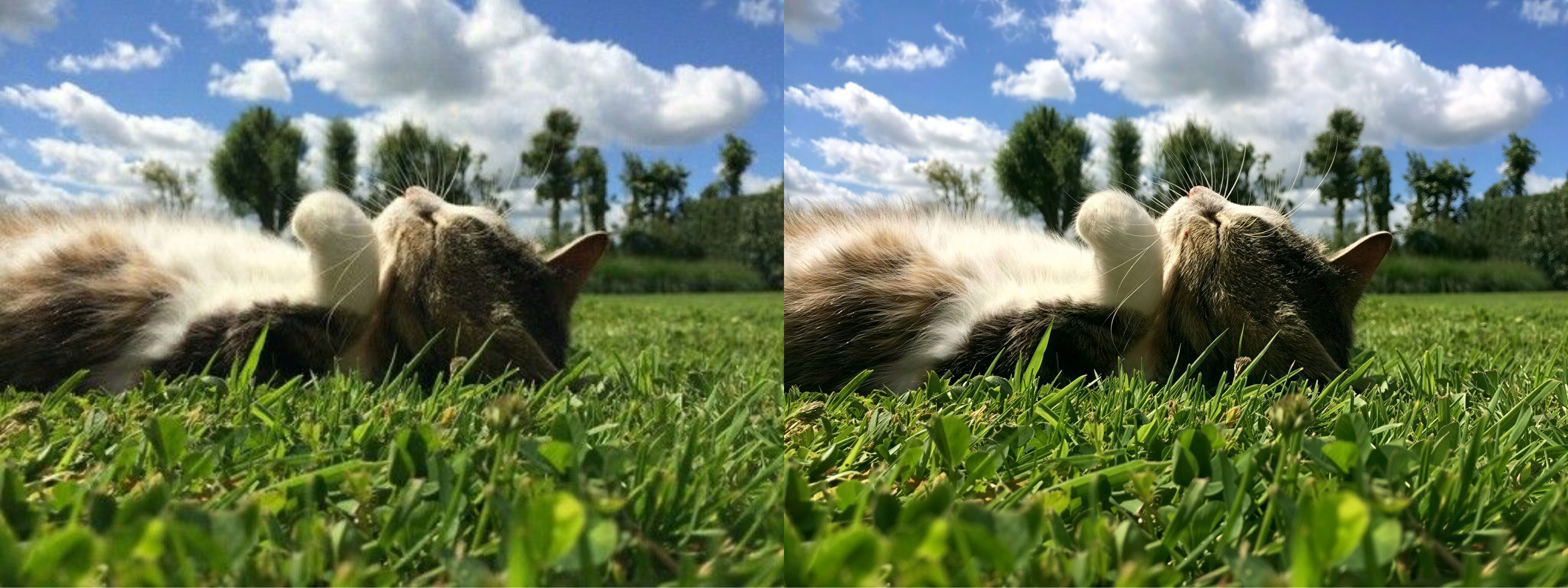 field. Before on the left, after on the right.